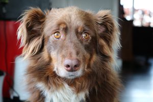 dog-2090313_960_720
