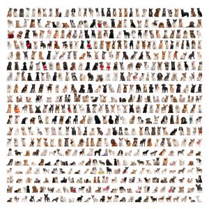 Large group of dog breeds on white background
