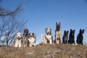 Eight dogs